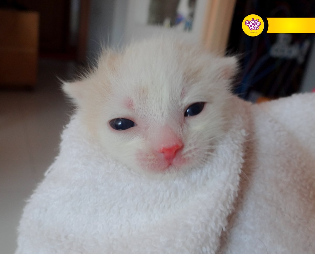 BabyPetsFcion's tweet photo. https://t.co/y4BblahC0l https://t.co/1jhxooUzgZ