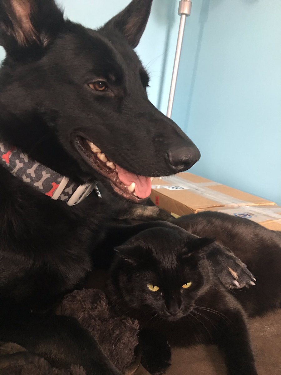sd_benson's tweet photo. Hanging out and grooming Faith. https://t.co/J9t9aOIbly