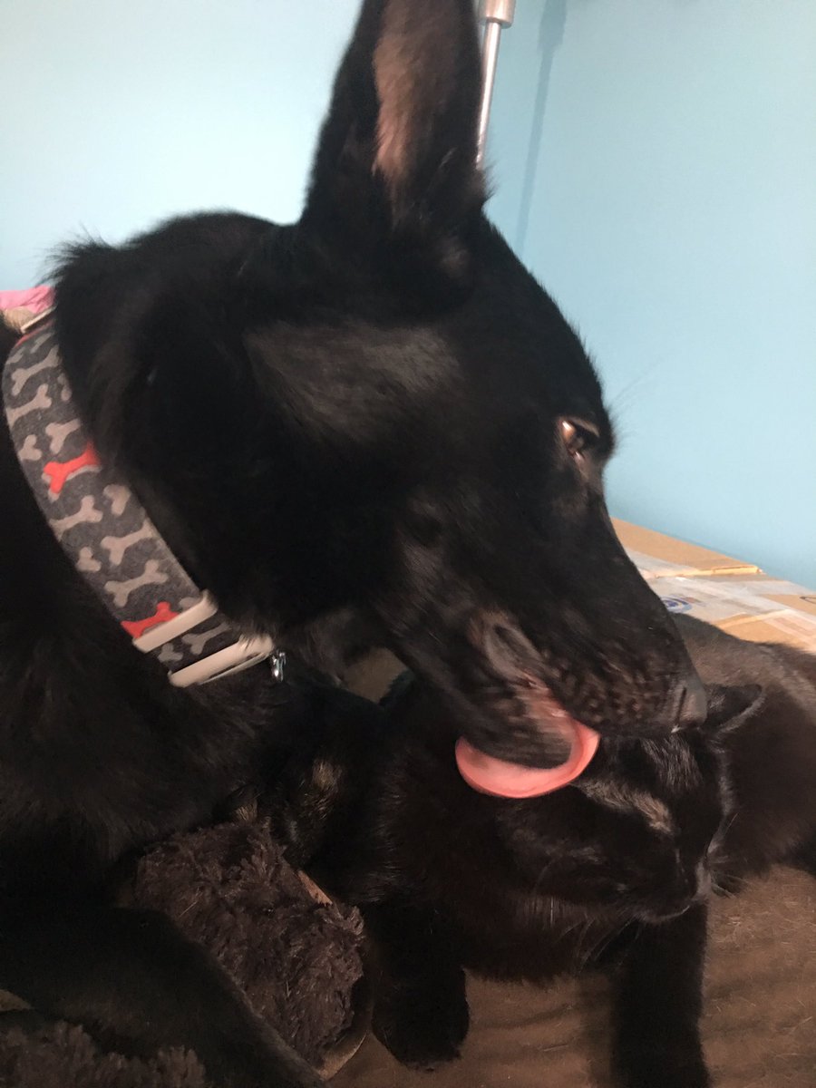 sd_benson's tweet photo. Hanging out and grooming Faith. https://t.co/J9t9aOIbly