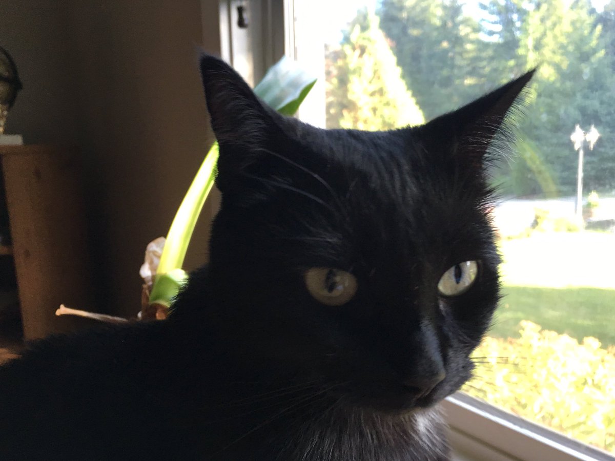 KimaKarma's tweet photo. @MacCocktail Malli is shocked and horrified! Or just hungry. Hard to tell #Caturday #kittywhipped https://t.co/nqG332BuvO