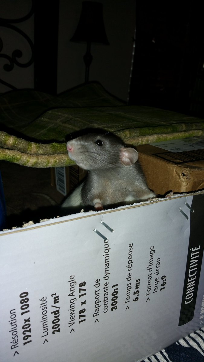 Moomers6351's tweet photo. Hi Squeaky! https://t.co/SUv4ExiOyi