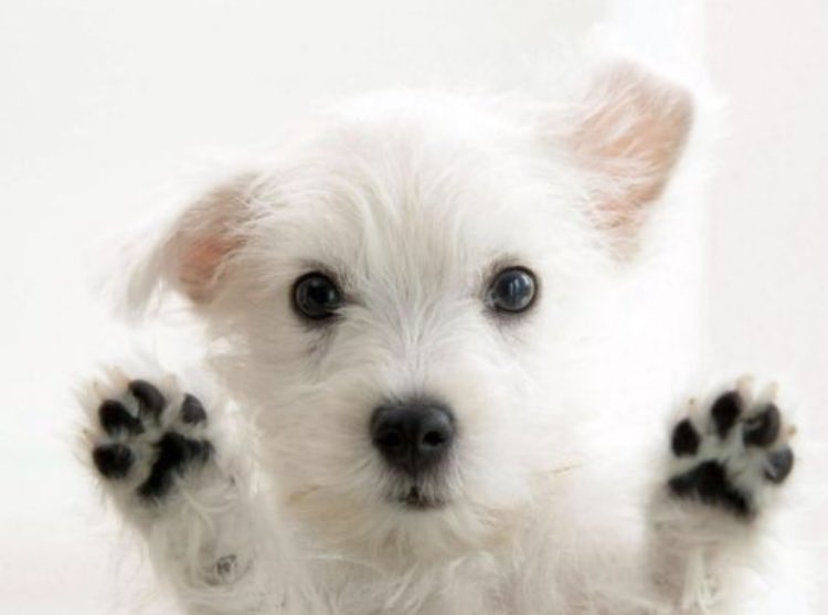 PerkysCoffee's tweet photo. Your four legged friends are welcome at Perkys. #petfriendlyperkys https://t.co/BM7zmS2Rtq