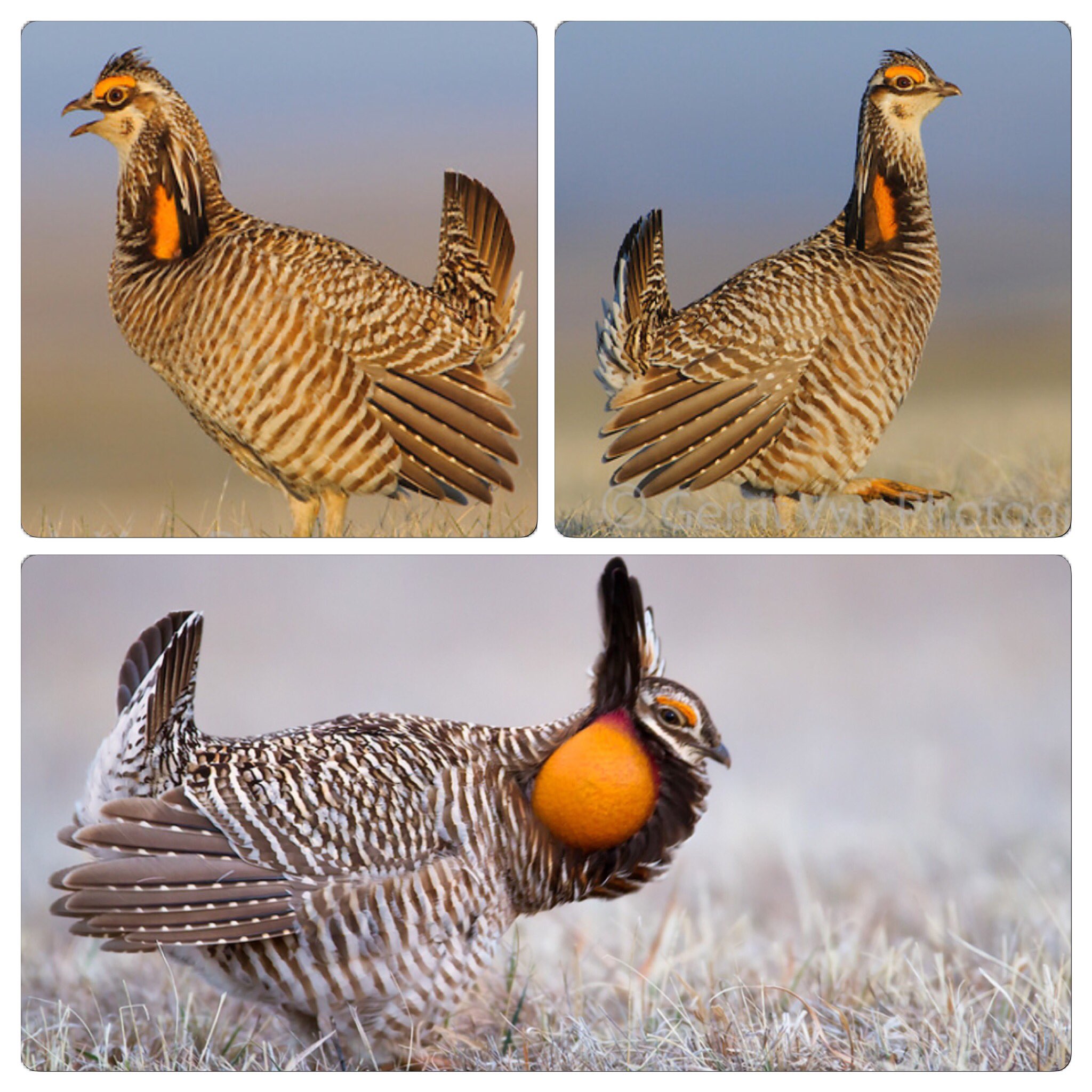 ソウゲンライチョウ Twitter Search Twitter