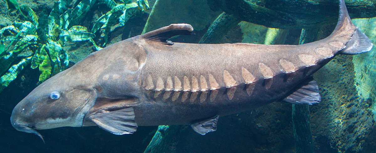 ripsaw catfish care