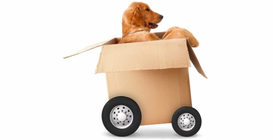 excelsiorservus's tweet photo. Dogs on wheels? Excelsior has the deal. #excelsiorservices #transportation #wegotitallcovered https://t.co/Zo2a8FugPc