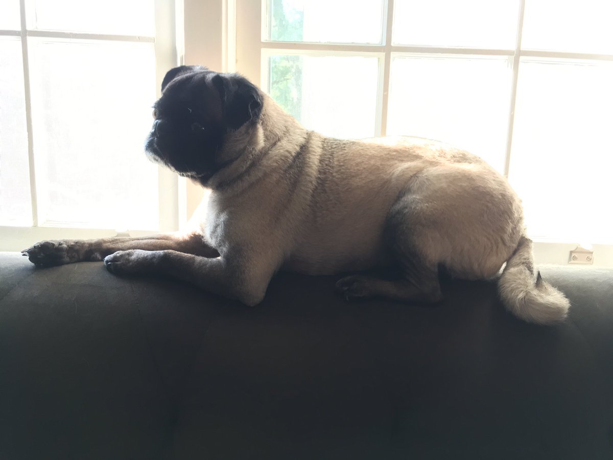 cleavonleaf's tweet photo. Long run, a bath, & now some sun-lounging. #sunpug https://t.co/Y4Ktmmocwz