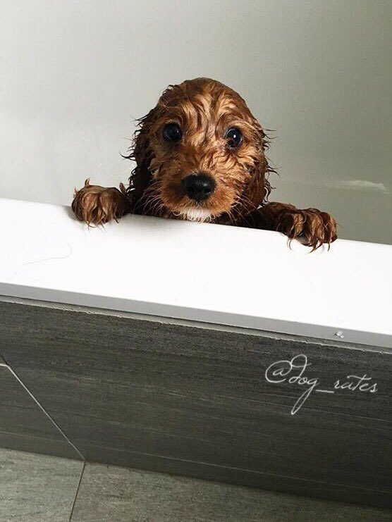 dog_rates tweet picture