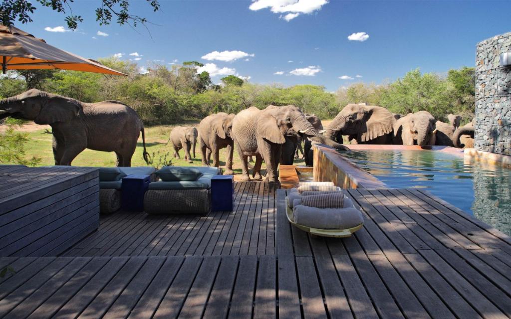 Today, Phinda remains one of the world’s most successful ecotourism projects. on.forbes.com/6018B2Ene
