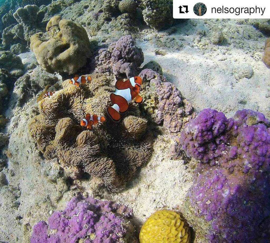 CoronSoleil's tweet photo. Dive underwater in one of Coron's world-class diving spots and marvel at the abundant marine life.  #Repost @nelsog… https://t.co/9U1LEkyodC