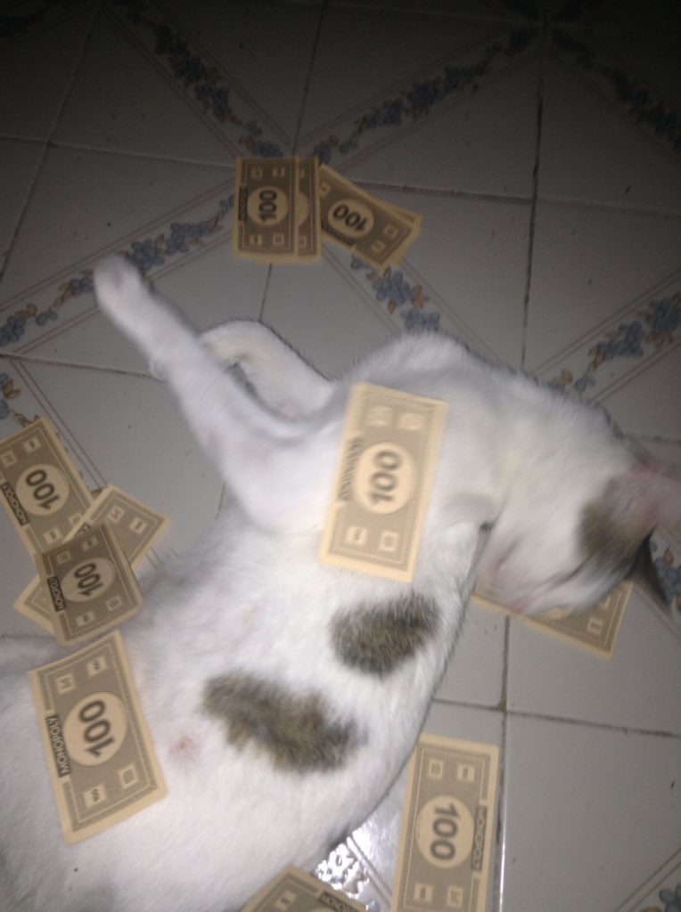 👿Martie😈 on Twitter "cursed money cat thread…