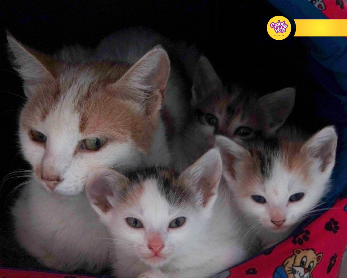 BabyPetsFcion's tweet photo. https://t.co/y4BblahC0l https://t.co/aRlqhNaxzW
