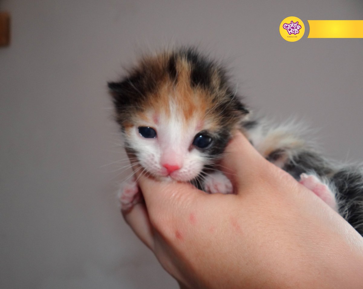 BabyPetsFcion's tweet photo. https://t.co/y4BblahC0l https://t.co/ffGVoxbl6P