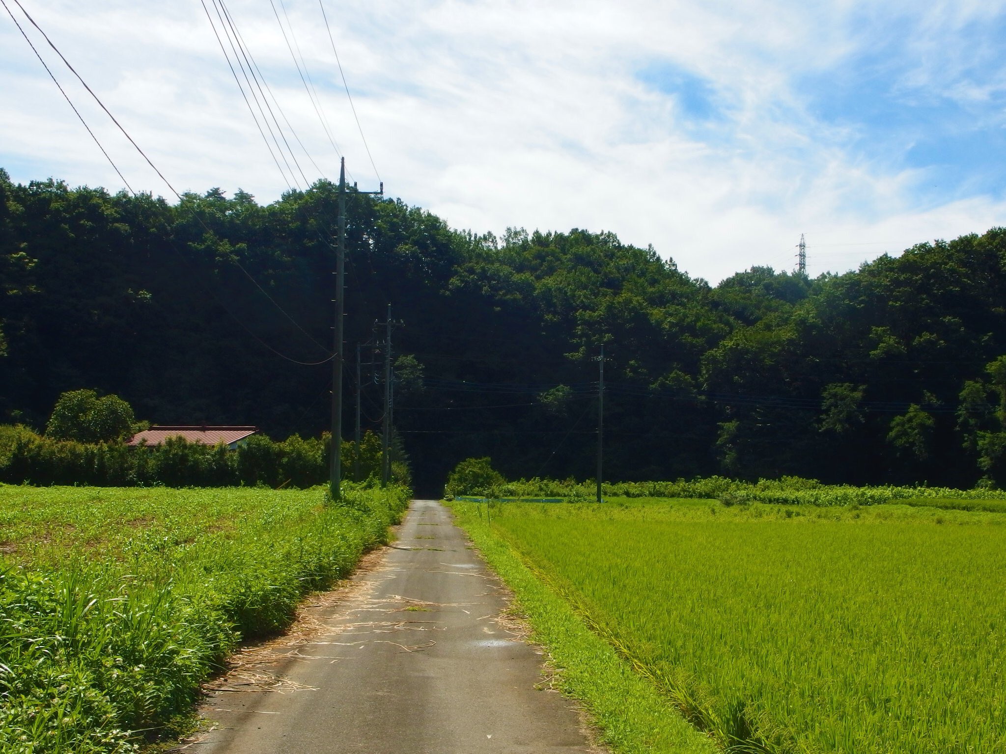 青空日和 ファインダー越しの私の世界 写真好きな人と繋がりたい 秩父 田舎の夏 久しぶりの青空に誘われて カメラ片手に 田舎を歩いてきた T Co D3xsukbjjj Twitter
