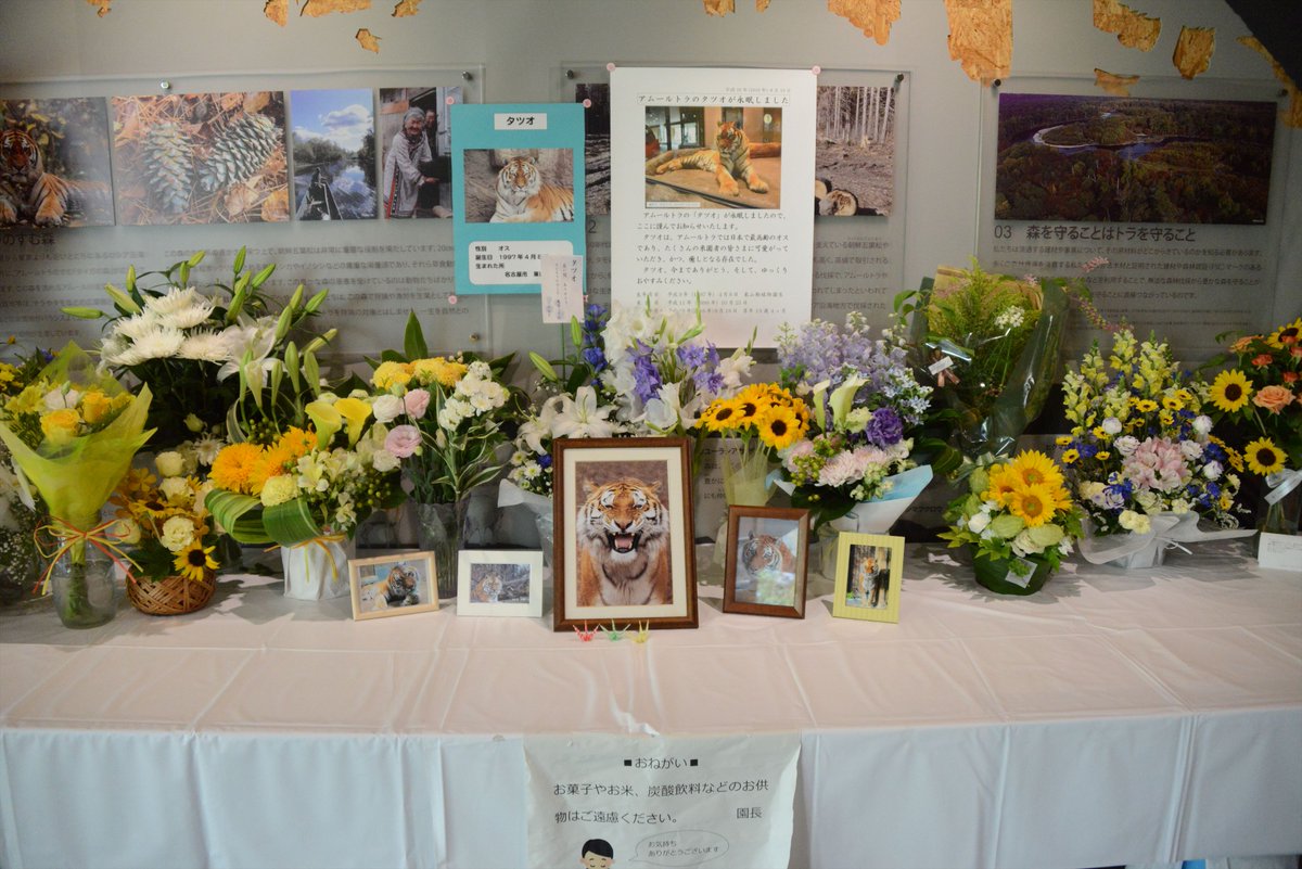 札幌市円山動物園 公式 アムールトラ タツオ の献花台に たくさんのお花やメッセージが届いています タツオは本当に多くの皆様に愛されていたんだと感じました 寒帯館に足をお運び頂いた皆様に感謝いたします 天国にいるタツオも喜んでくれて 札幌市円山動物園 公式 アムールトラ タツオ の献花台に たくさんのお花やメッセージが届いています タツオは本当に多くの皆様に愛されていたんだと感じました 寒帯館に足をお運び頂いた皆様に感謝いたします 天国にいるタツオも喜んでくれて