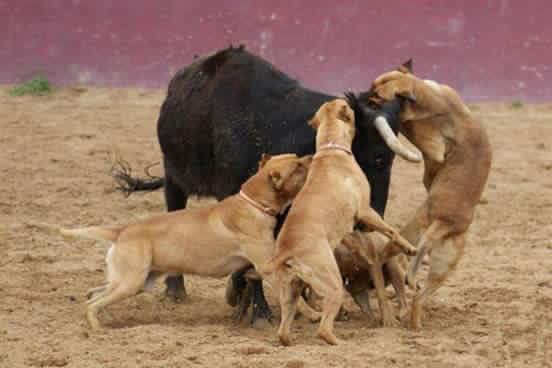 Nerthsophia's tweet photo. Pls ReTweet Petition:Bull's Baiting in Spain https://t.co/Q5wnJojRxp https://t.co/R54NVpSGer https://t.co/SWGNTwIjwP https://t.co/FIhVtI1cjv https://t.co/hKvJ9ht0Mv