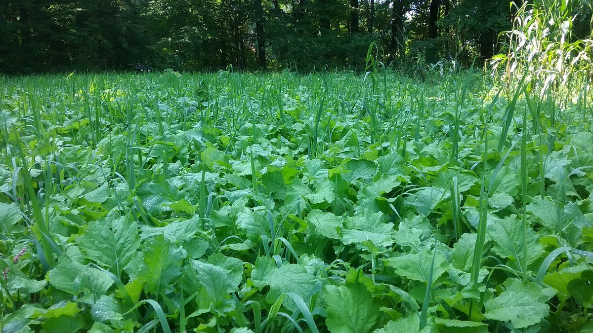 drivenpurposetv's tweet photo. Our food plots are coming along nicely. This is a little Ridge Reaper plot from North Ridge wildlife forage #growem https://t.co/nh1Yrp5cbR