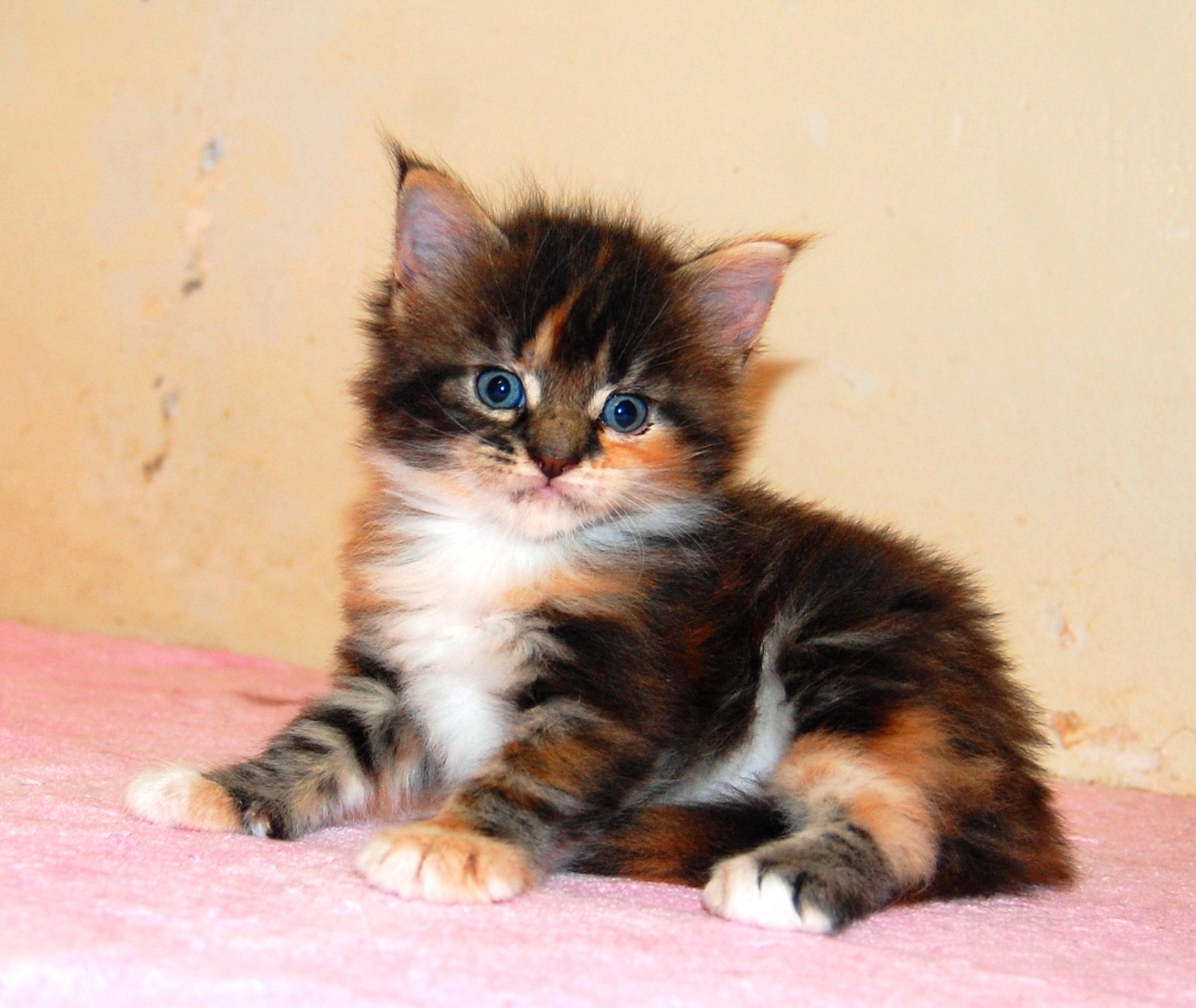 Tirtham Cattery على تويتر Promo Special Untuk Maine Coon Kitten Hubungi Kami 0818919146 Dan 082282222328 Love Mainecoon Indonesia Kucing