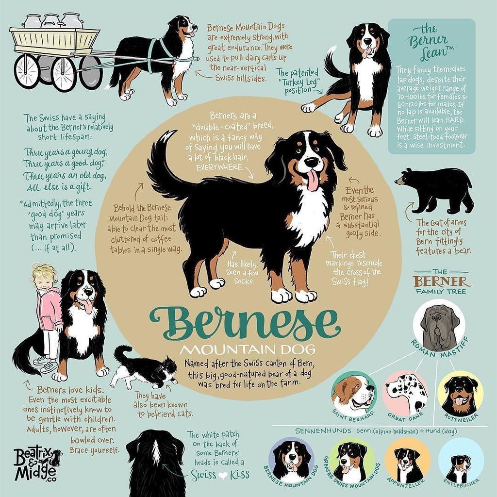 World Bernese Day 