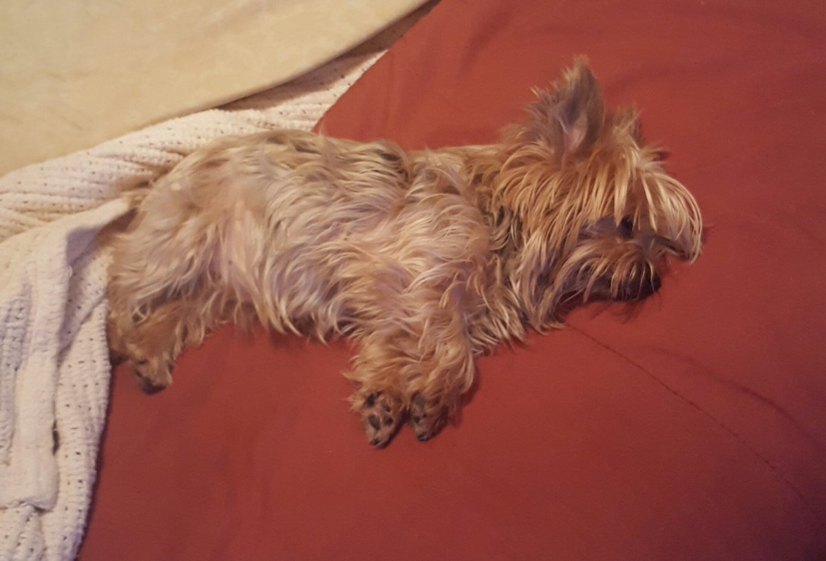 CoachApp1's tweet photo. Come home from a hard night of gotta catch em allin to find my spot taken. #crashedhard https://t.co/uK295SRrXr