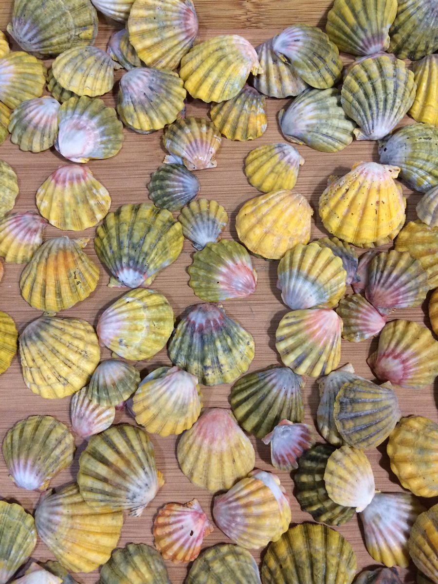MadeInHI's tweet photo. #SunriseShells only at $7 each or 5 for $30!! What a #deal! Stop at Booth #282 &amp; #283 #SweetOkoleCoffeeCo #madeinhi https://t.co/BJjLSYfOhj