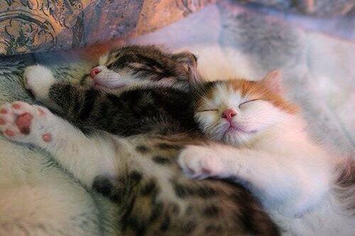 🐾😺🎈🐯🍒🌞🐾 ... and the good thing on Sundays is ... after breakfast you can return to cuddling straight away ...