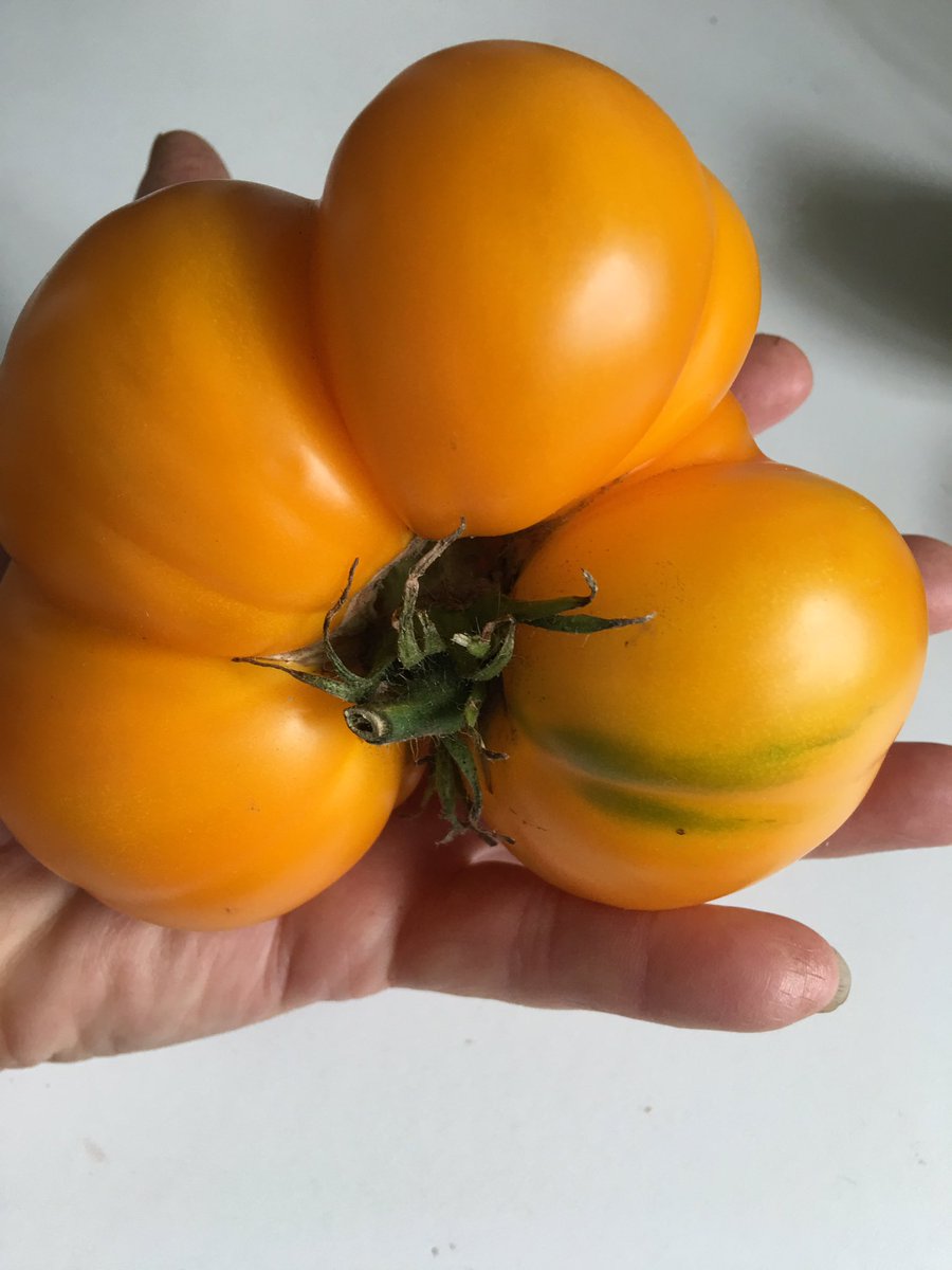 sarfsee's tweet photo. My favourite #Tomato #Azoychka Massive yellow #Beefsteak early cropper, fabulous taste. Poor pollination this year https://t.co/UWRqKRuEb1