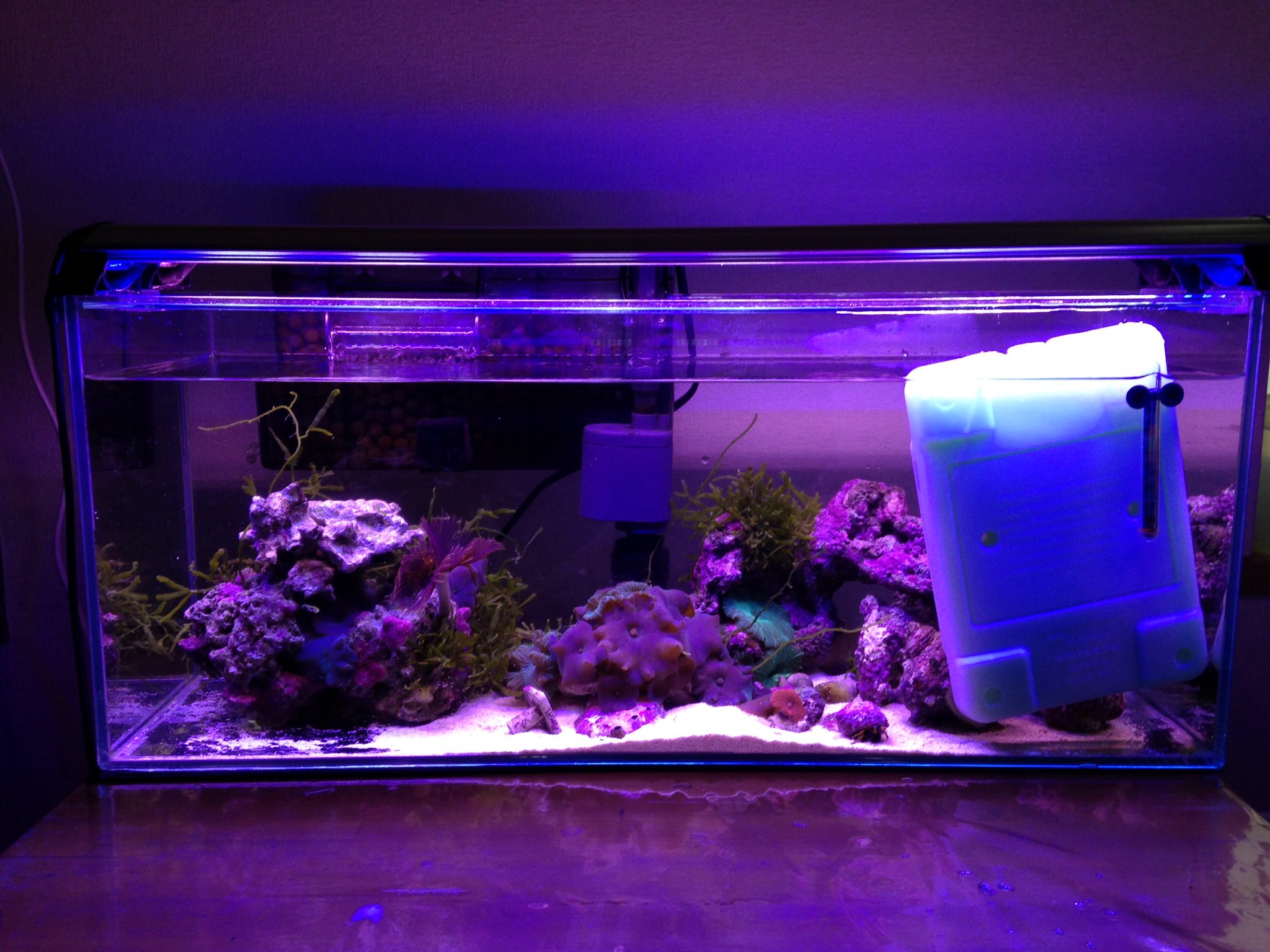 アクアリウム 海水魚と暮らす Kaisuipanda Twitter