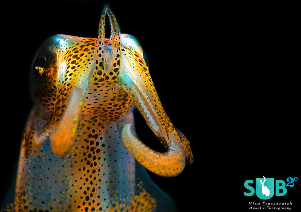 DiveAdvisorApp's tweet photo. #Squid - Shot by @RicoBesserdich in #Sundiving #Turkey CC @Turkey_Home #scuba https://t.co/CrCujHssgM https://t.co/lxYvKVRP06