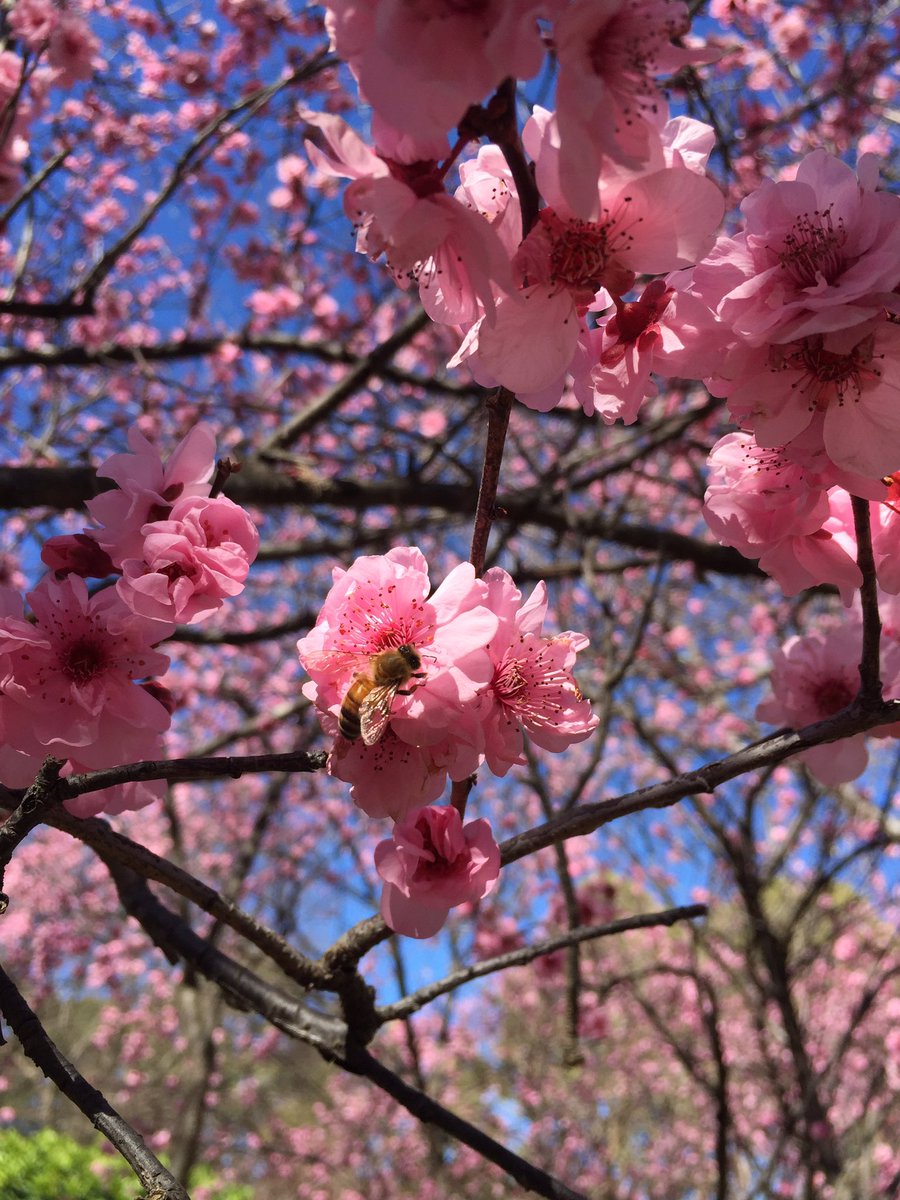 Nice day out at the Auburn botanical garden #JapaneseGarden #CherryBlossom #BeePhotoBomb