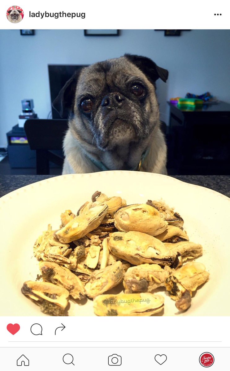 SundayPets's tweet photo. https://t.co/MIKNwY6JEW https://t.co/6arRLfrtE9
