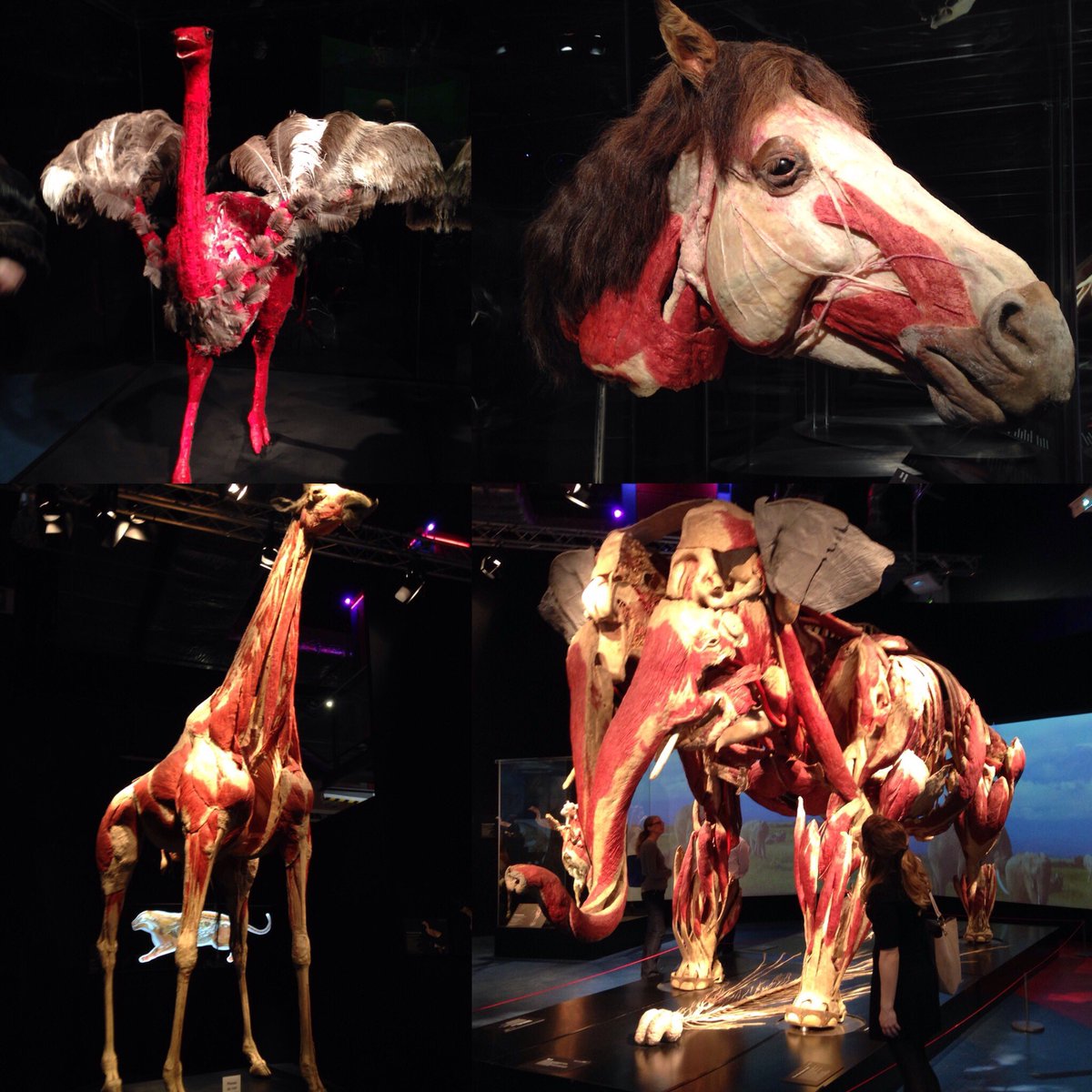 ThatPeterAustin's tweet photo. Morning Twitter. Last week I hung out with real dissected animal corpses at #AnimalsInsideOut. Enjoy your breakfast https://t.co/z8hASg2w5j