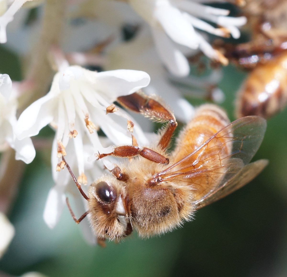 TweetmentFwee's tweet photo. One of our ICH bees feasting on the greenway. https://t.co/ffZariMiNT