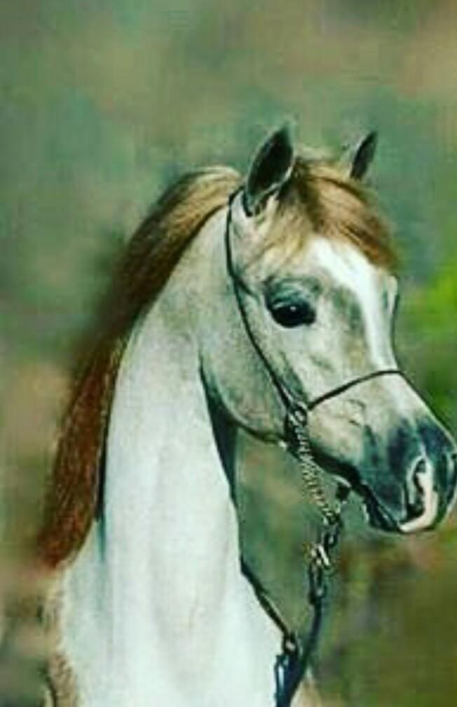 ماكل خيال يطوع رسنها والخيل ماتهوي غير خيالها...مساء الغلا وياهلا