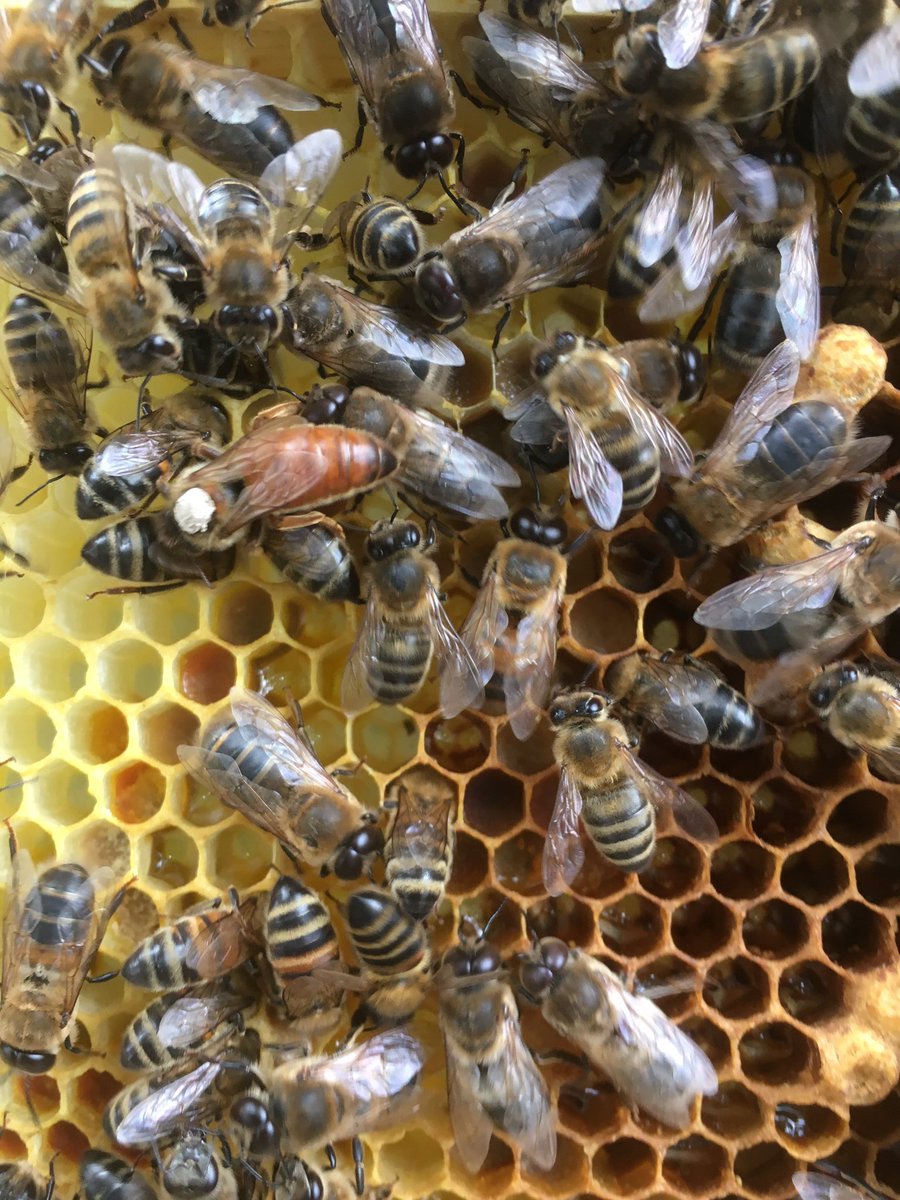 bee7forestgate's tweet image. 