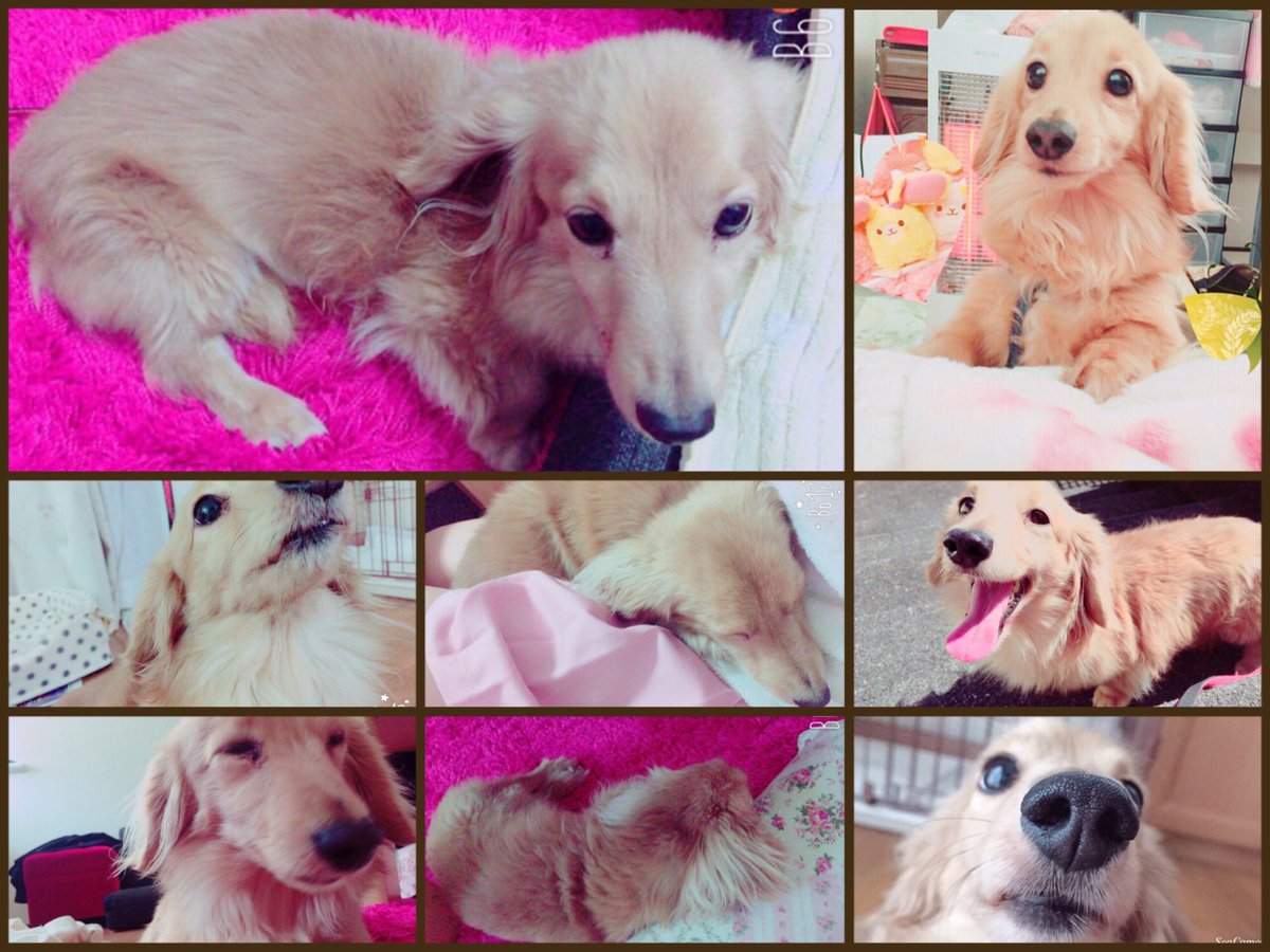 あ んず Twitterissa ぼっち姫チャレンジ ブロックされてなかった笑 ヘッダー笑 いや てかそれよりぼっち姫の犬可愛すぎる 犬種 いっしょだ 色可愛い ٩ W و