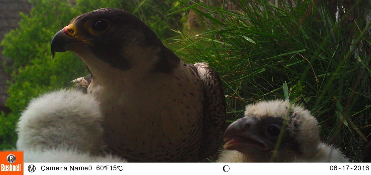 swperegrines's tweet photo. @BushnellNature @handykam #Peregrine Study https://t.co/ShtX8fon0X