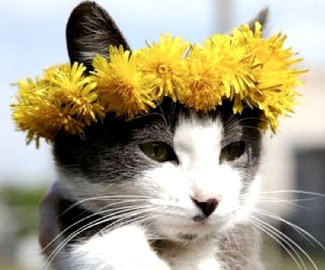 bapandcats's tweet photo. https://t.co/etXL404Ydo