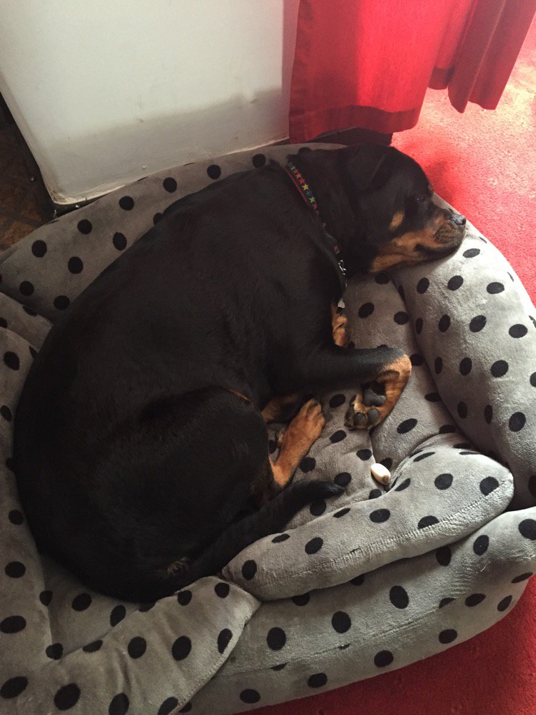 SecureSw's tweet image. Ruby resting after a busy night on mobile patrol, more later!