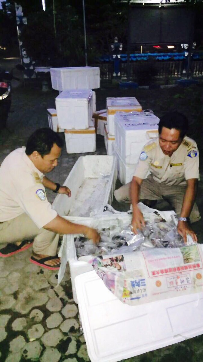 Penahanan Kepting Soka di Glimanuk sebanyak 11 box 300 kg  tanpa dok krntina &amp; di bwh uk @HumasBkipm <a href="/rinajanwar2201/">Rina</a>