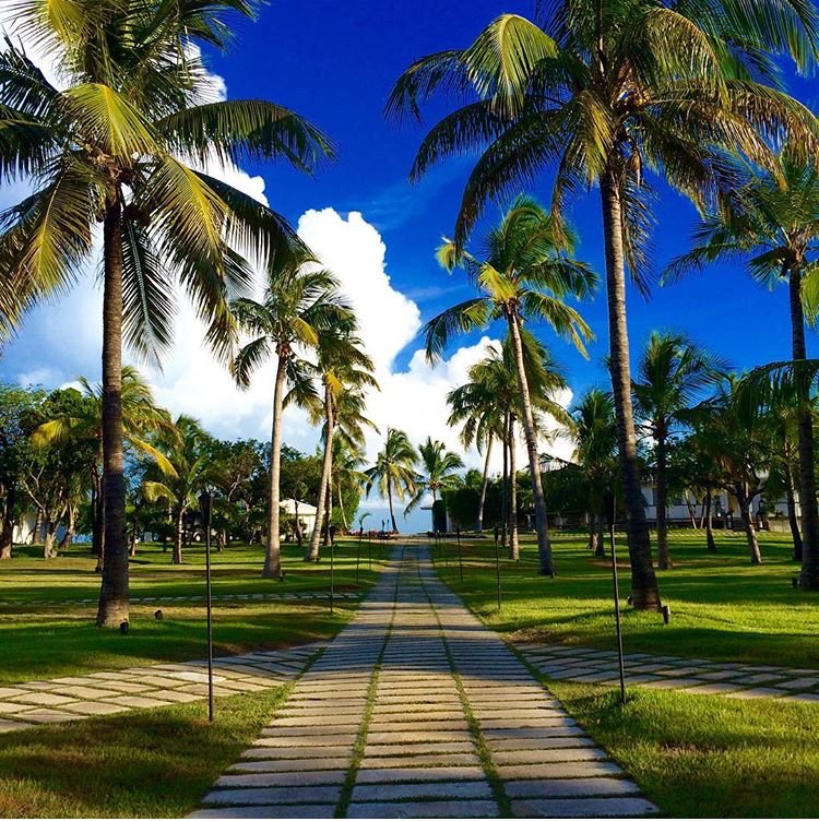 VisitTheBahamas's tweet photo. Just the right kind of shade. 🌴🌴🌴
#ItsBetterInTheBahamas

Photo Credit: @bhutanlux https://t.co/uCxIgXHDVn
