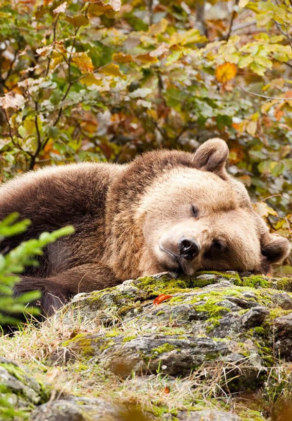 Love Sunday LOL 🌿🐻🌿