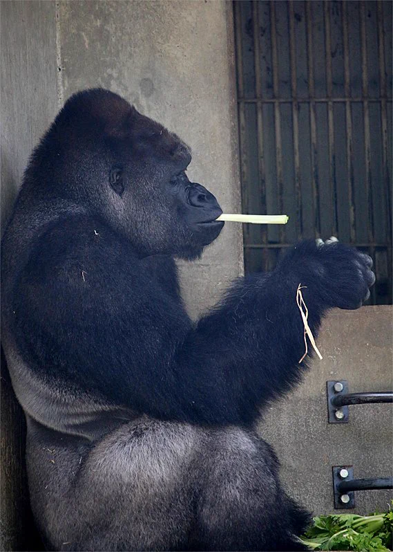 え！ゴリラってタバコ吸うの？！東山動物園で人気のシャバーニ君にとんだゴシップｗｗｗ