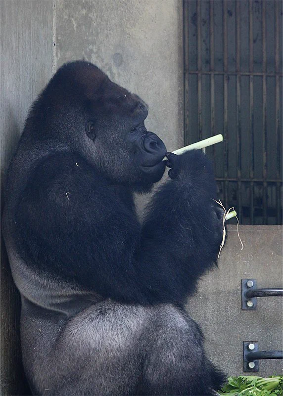 え！ゴリラってタバコ吸うの？！東山動物園で人気のシャバーニ君にとんだゴシップｗｗｗ