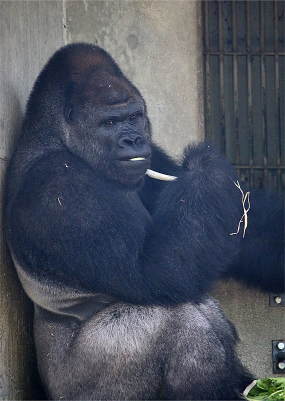 え ゴリラってタバコ吸うの 東山動物園で人気のシャバーニ君にとんだゴシップ 話題の画像プラス え ゴリラってタバコ吸うの 東山動物園で人気のシャバーニ君にとんだゴシップ 話題の画像プラス