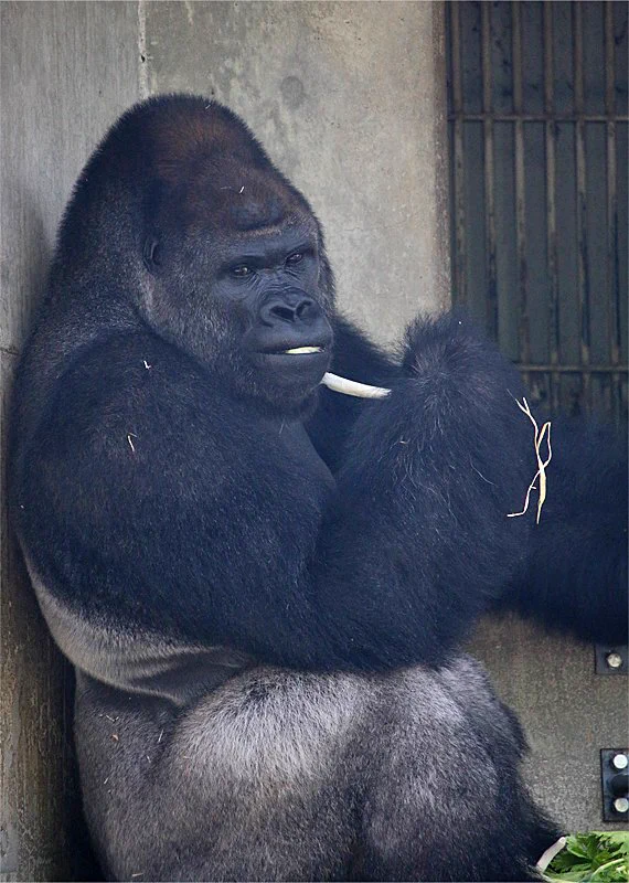 え！ゴリラってタバコ吸うの？！東山動物園で人気のシャバーニ君にとんだゴシップｗｗｗ