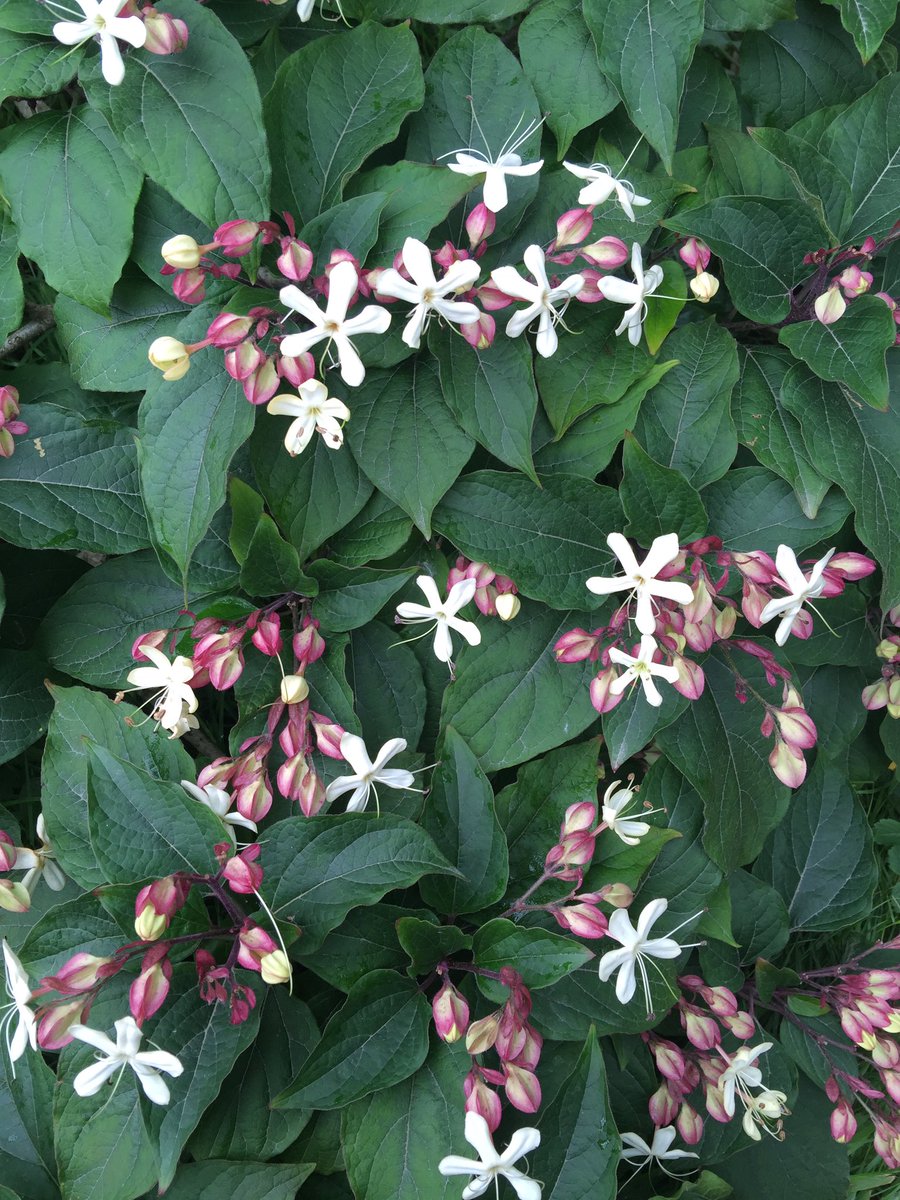 ArtisanHoneyCo's tweet photo. @enysgardens some amazingly different plants #BJSherriff @The_RHS https://t.co/u5QCd1V01w