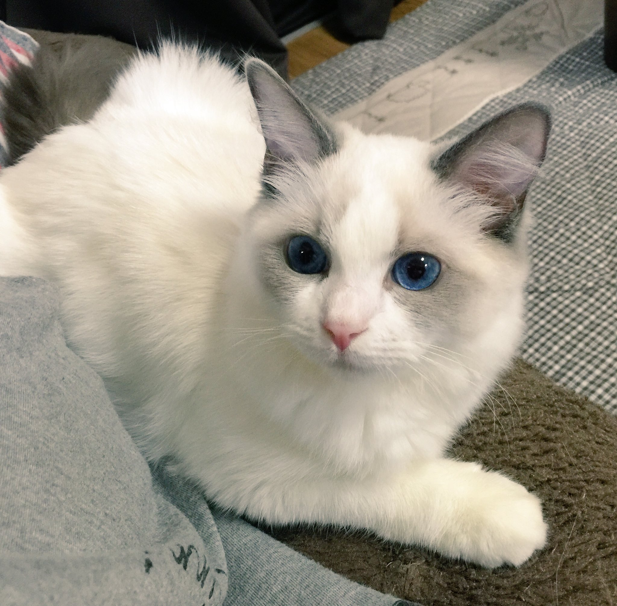 まゆり やよい あんず ラグドールは青目が特徴だから3匹共青目だけど うちの子の中ではあんずさんが1番綺麗に青い気がする 猫 猫写真 ラグドール Ragdoll Cat T Co 3mdupbvhbg Twitter