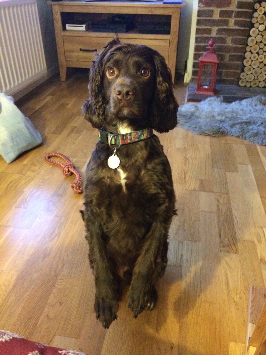 RowanHandcraft's tweet photo. Someone's hungry... Begging me for dinner! Who can say no to that? #dog #dogsoftwitter #cutedogs #dogs https://t.co/njShX0yMQu