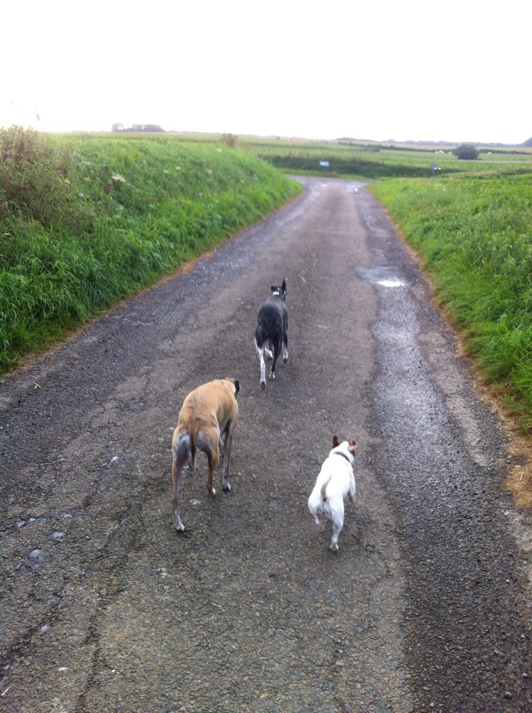 Kiyo_Judy's tweet photo. First walk off lead today!!! Thanks Mum for trusting us! #treats #goodrecall https://t.co/7ovZBamg4b