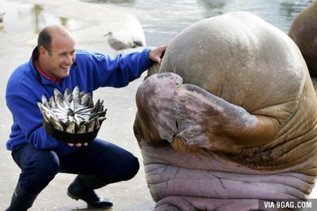So cute! This walrus got embarrassed when given a cake made out of fish for his birthday! bbc.in/2aQ9U70